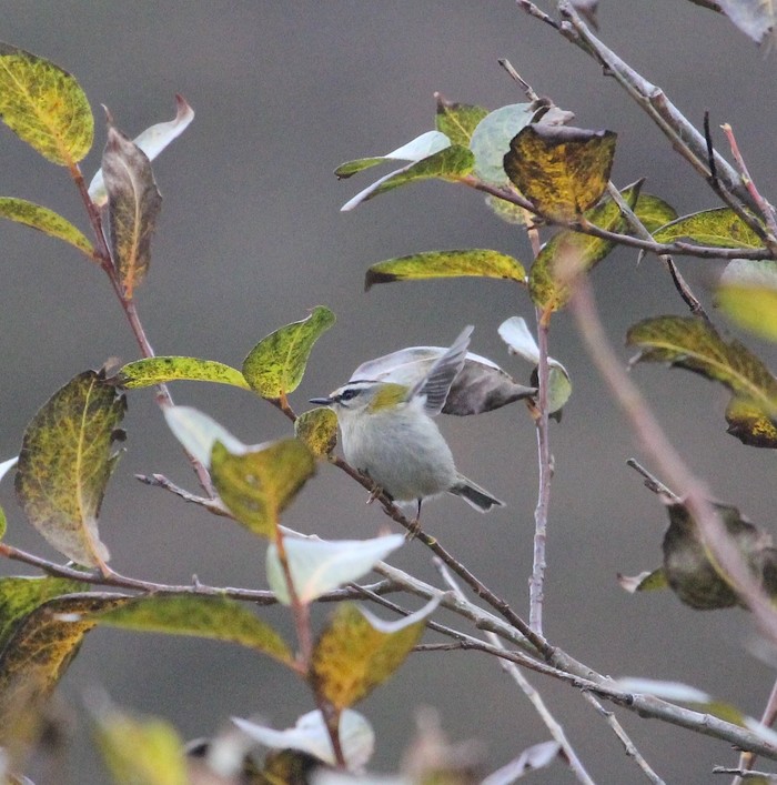 Firecrest