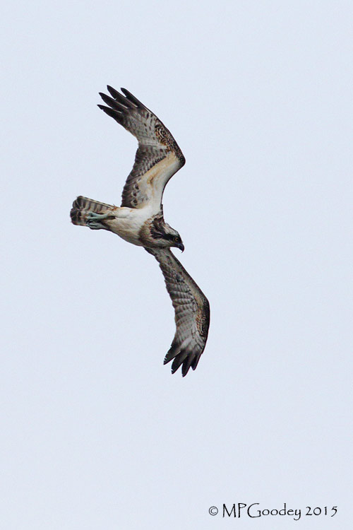Osprey