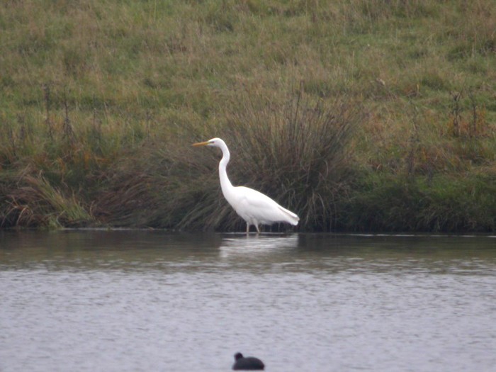 Great White Egret