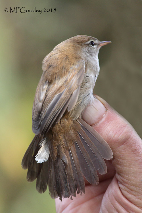 Cetti's Warbler