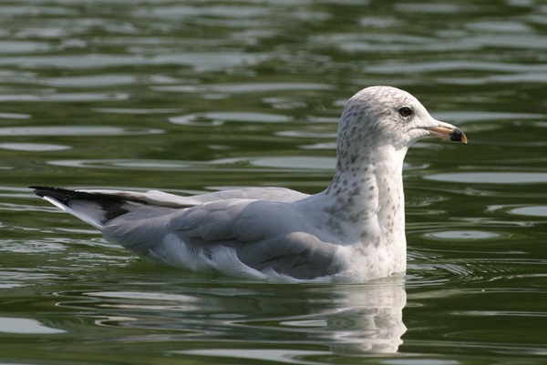 Ring-billed Gull