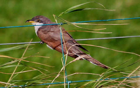 Yellow-billed Cuckoo