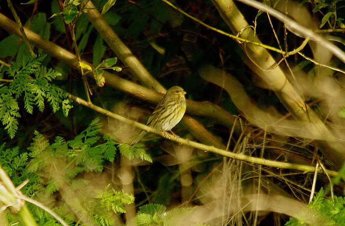 Serin