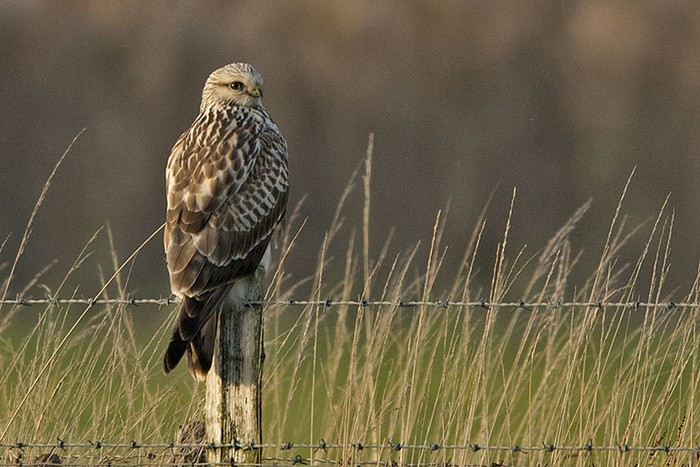 Rough-legged Buzzard