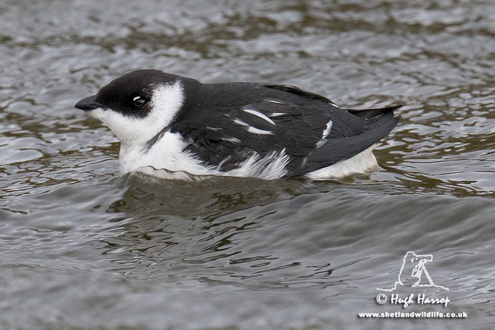Little Auk