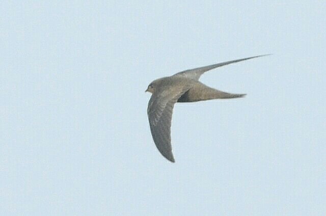 Pallid Swift