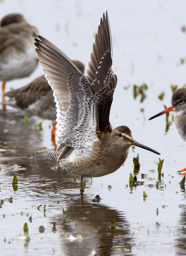Long-billed Dowitcher