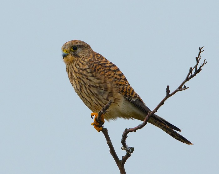 Kestrel