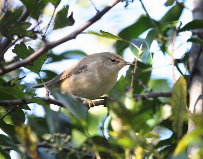 Marsh Warbler