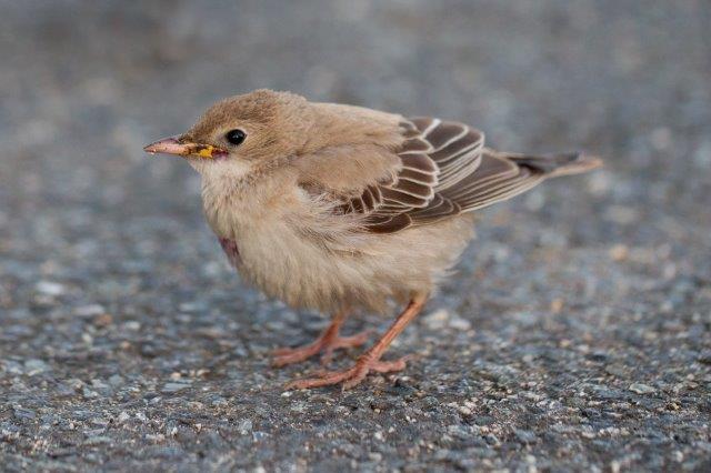 Rose-coloured Starling