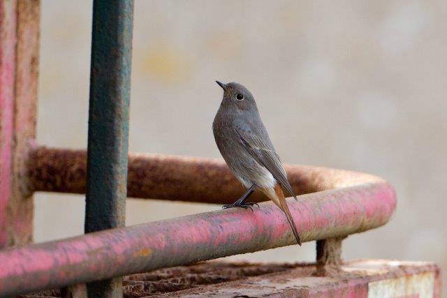 Black Redstart
