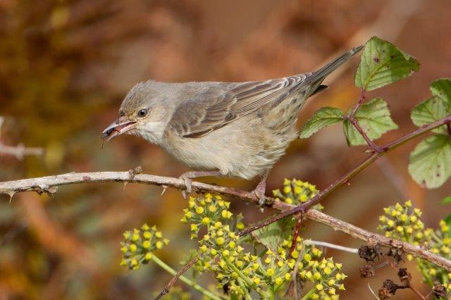 Barred Warbler