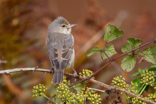 Barred Warbler