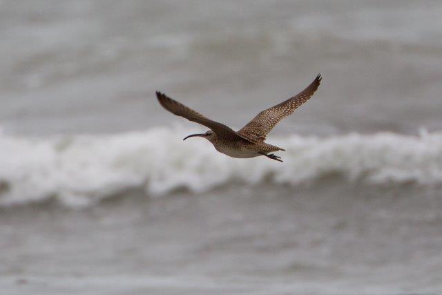 Hudsonian Whimbrel