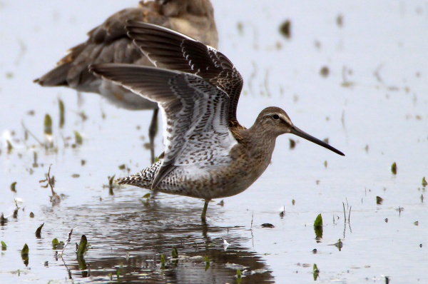 Long-billed Dowitcher