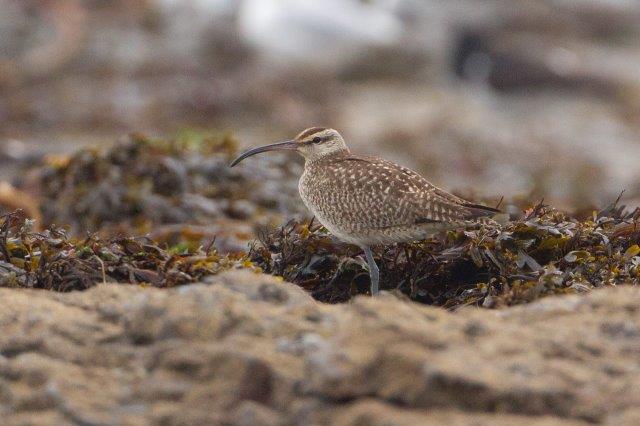 Hudsonian Whimbrel