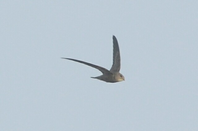 Pallid Swift