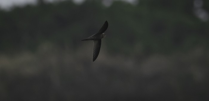 Pallid Swift