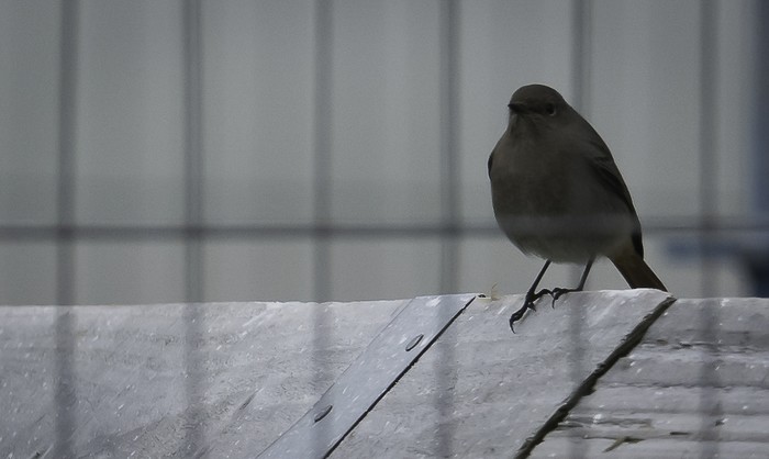 Black Redstart