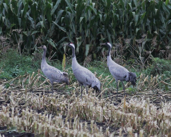Common Crane