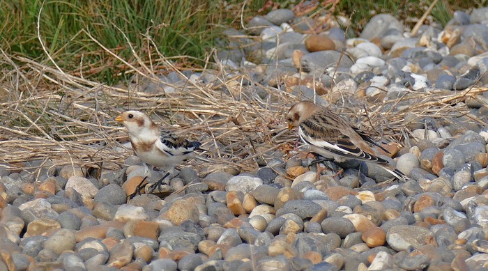 Snow Bunting