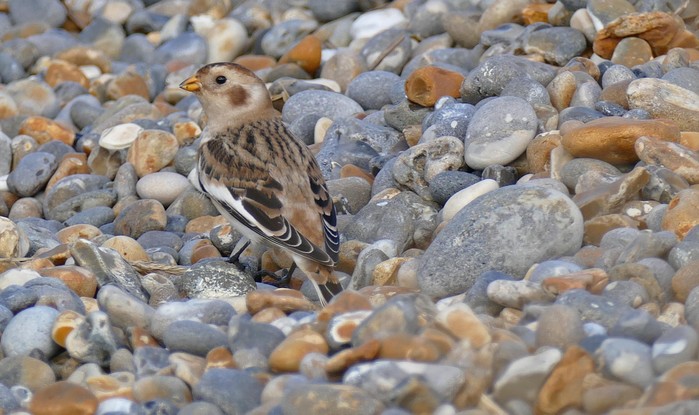 Snow Bunting