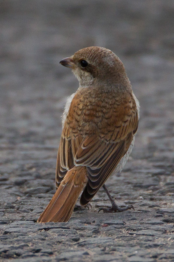 Red-backed Shrike