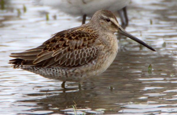 Long-billed Dowitcher