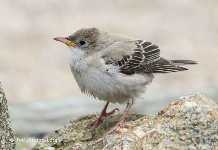 Rose-coloured Starling