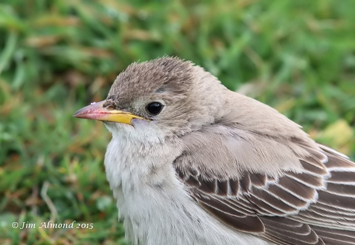 Rose-coloured Starling