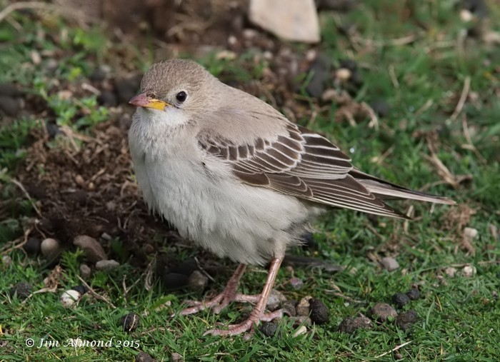Rose-coloured Starling