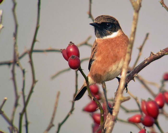 Stonechat