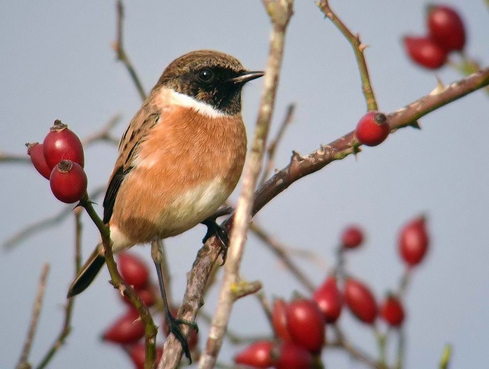 Stonechat