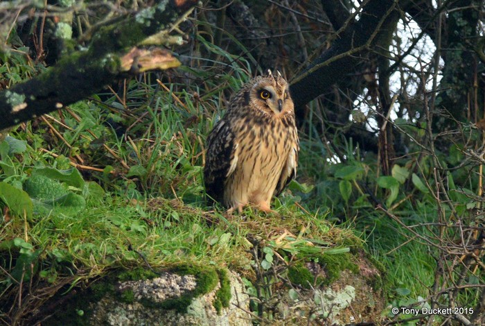 Short-eared Owl