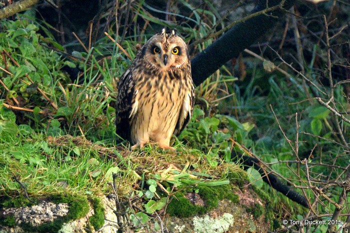 Short-eared Owl