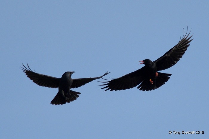 Chough