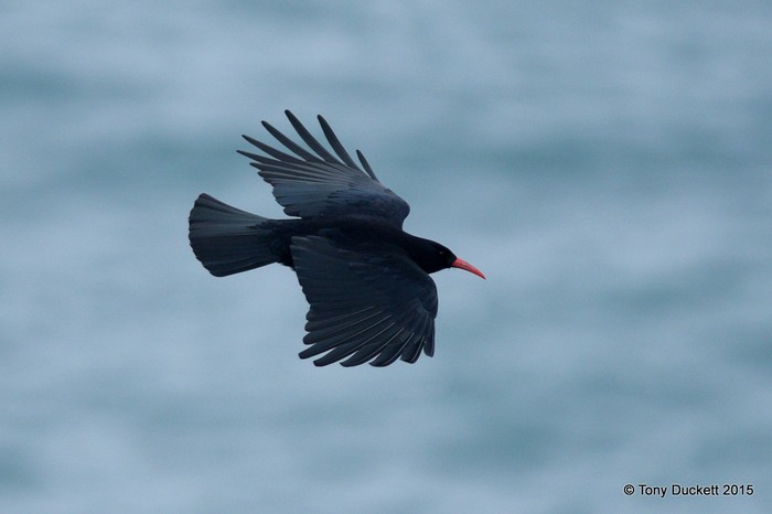 Chough