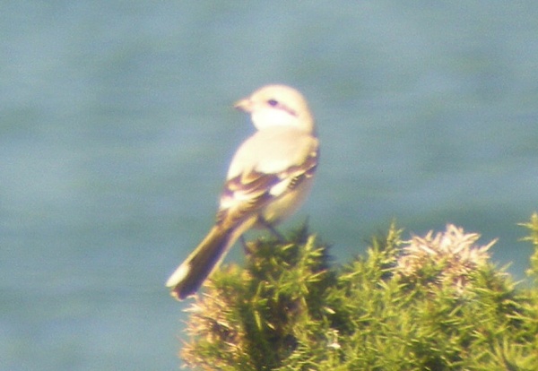 Steppe Grey Shrike