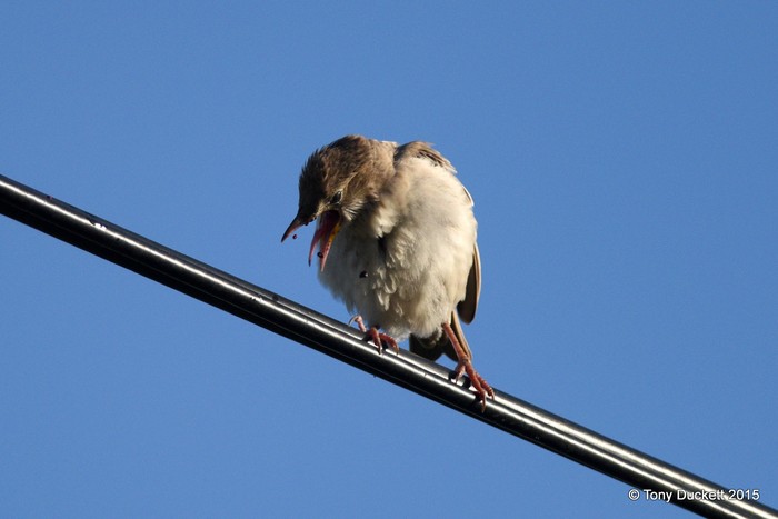 Rose-coloured Starling