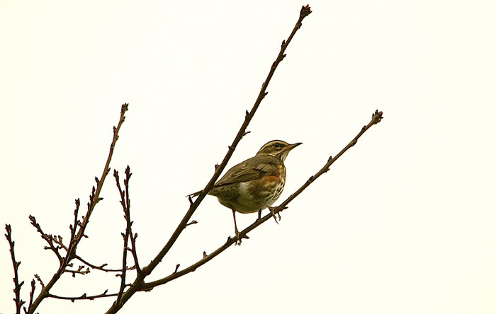Redwing