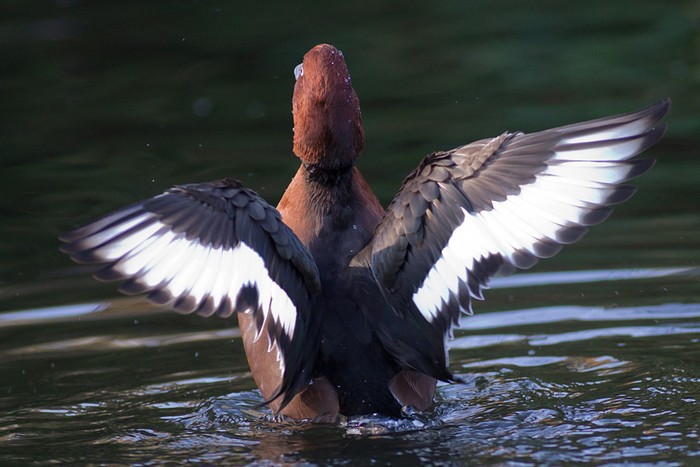 Ferruginous Duck