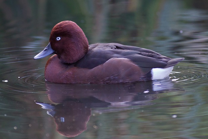 Ferruginous Duck