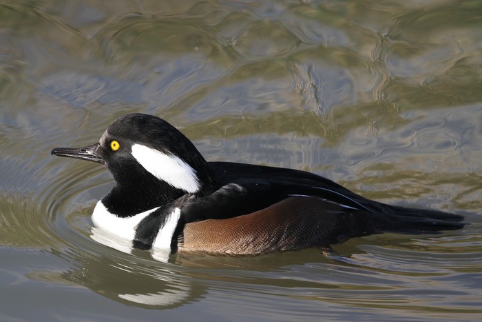 Hooded Merganser