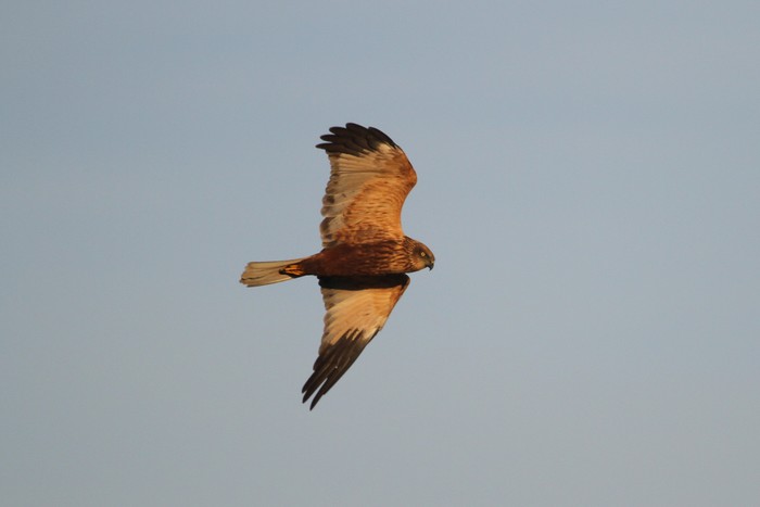 Marsh Harrier