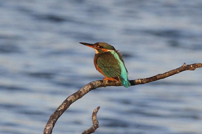 Kingfisher