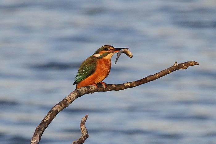 Kingfisher