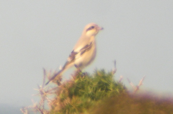 Steppe Grey Shrike