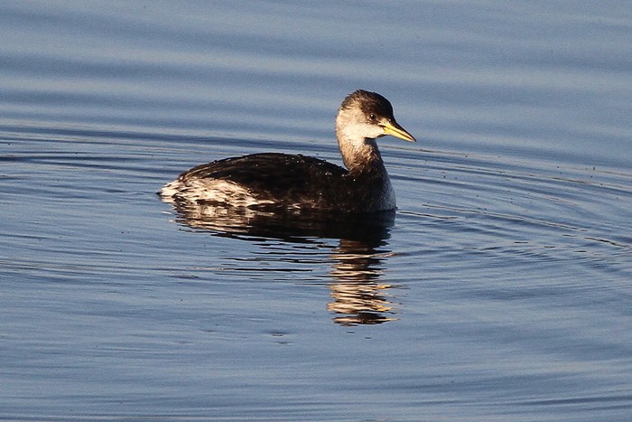 Red-necked Grebe