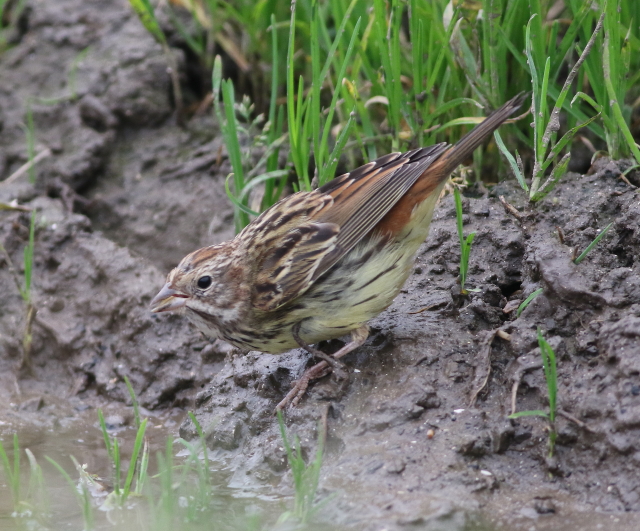 Chestnut Bunting