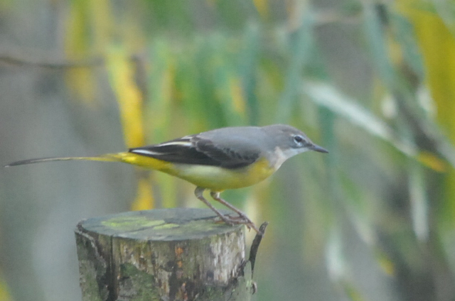 Grey Wagtail
